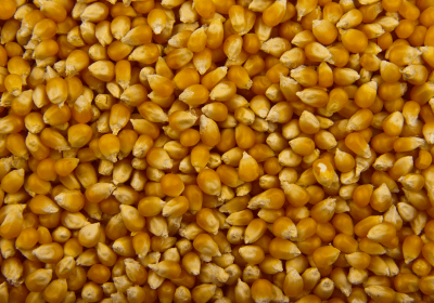 ohio-kernels-homemade-non-gmo-popcorn-seed
