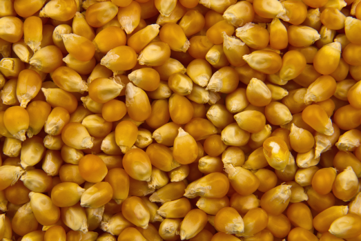 yellow_popping_kernels_seeds